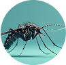 Mosquito Terminator Drone